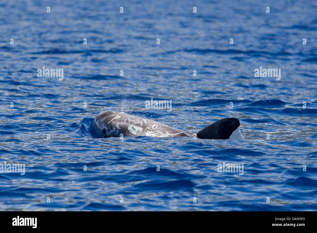 Risso`s Dolphin, Grampus griseus, Rundkopfdelphin, surfacing, blow and scars visible, Portugal, Azores, Pico, Stock Photo